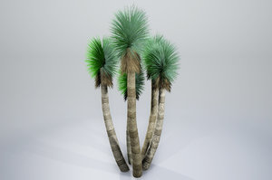 yucca pbr 3D model
