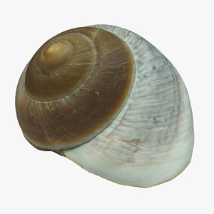 sea shell 3D model