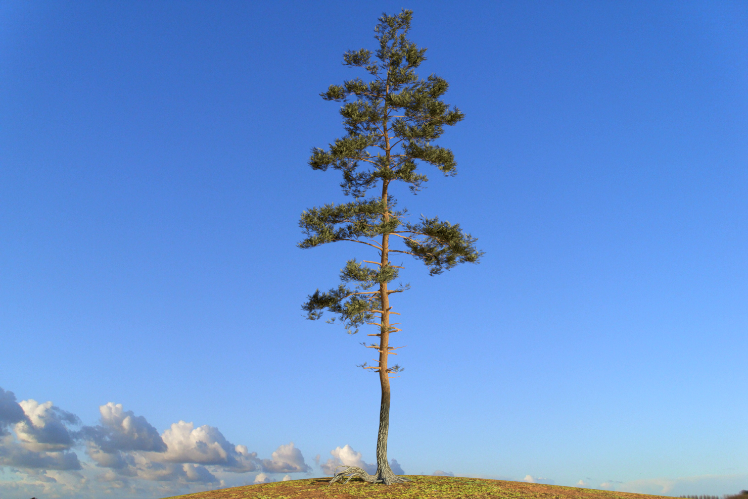 pine tree 8 3d