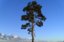 pine tree 8 3D