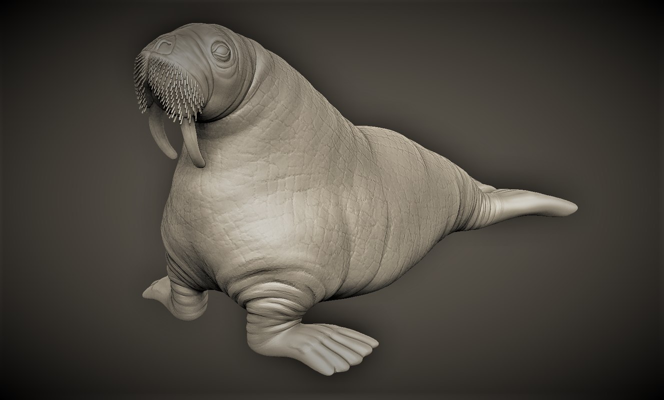3D model walrus - TurboSquid 1360152