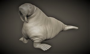 3D model walrus