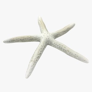 realistic finger starfish 3D model
