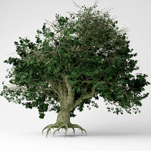 big leaf maple 3D model
