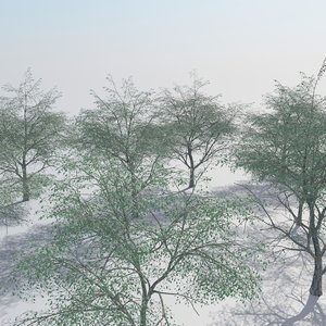 realistic oak woods trees 3D model
