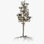 pine tree 10 model