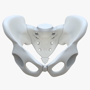 pelvis bone sacrum 3D model