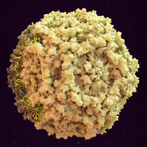 human parvovirus b19 capsid 3D model
