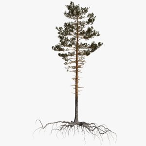 pine tree 11 model