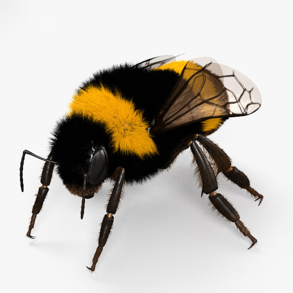 bumblebee insect toy