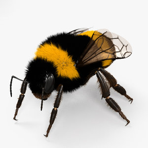 3D bumblebee bumble bee model