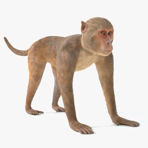 monkey pbr polys 3D model