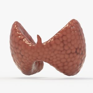 3D healthy thyroid