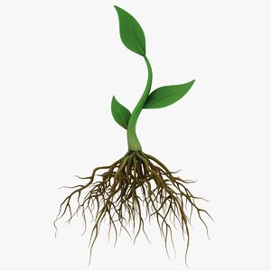 plant roots model