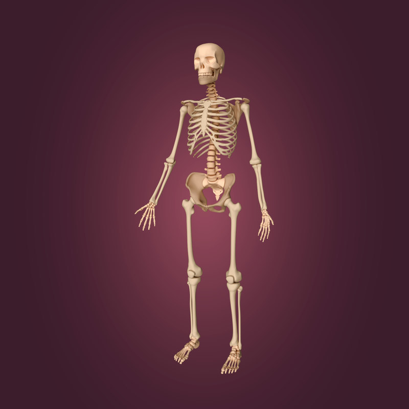 3D human skeleton model - TurboSquid 1358705