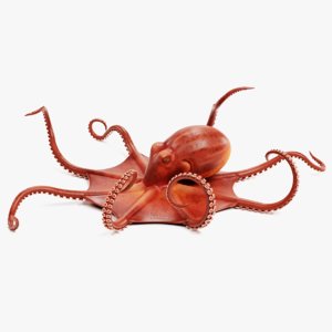 3D model giant pacific octopus rigged