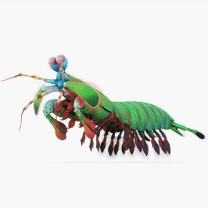 3D rigged mantis model
