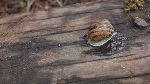 Snail on Wooden Background