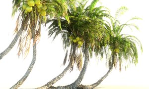 coconut palm pack 12 3D