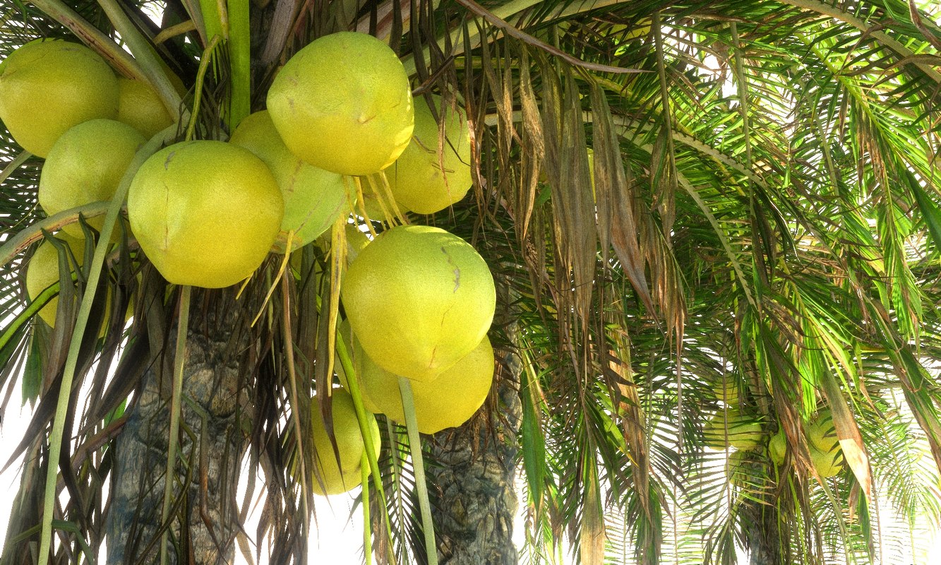 3d coconut palm hd