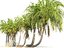 coconut palm pack 12 3D