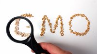 GMO Wheat Grains