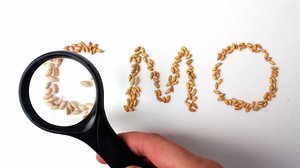 GMO Wheat Grains