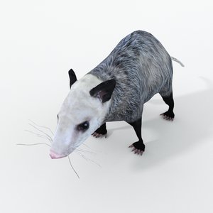 opossum 3D model
