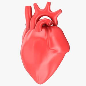 human heart 3D model
