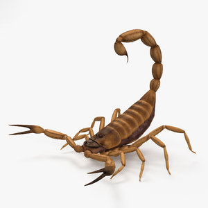 3D model scorpion scorpio