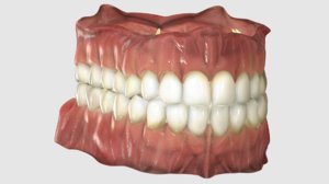 gums realistic teeth 3D model