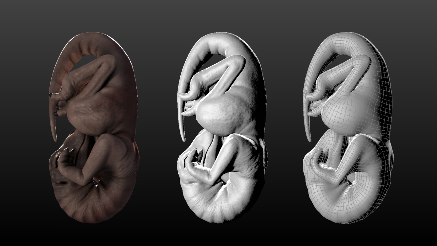 fossilized dinosaur embryo