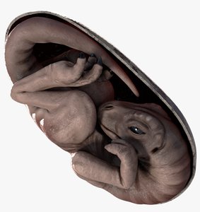 dinosaur embryo 3D
