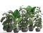home plants exotic monstera 3D model