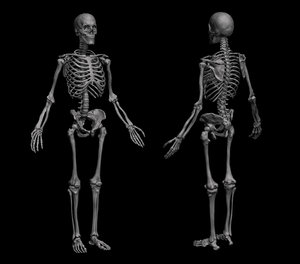 anatomical human skeleton 3D model