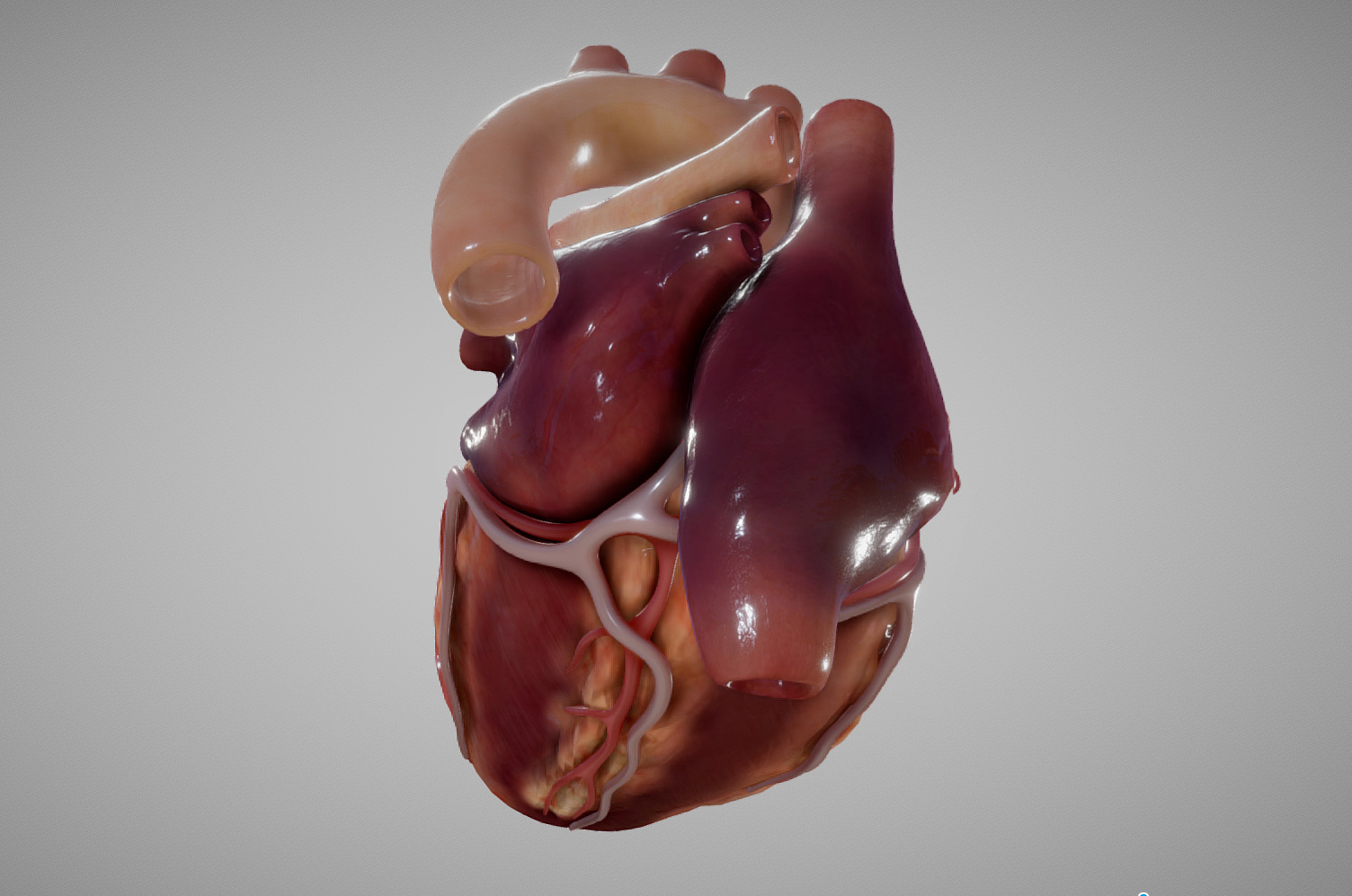 Human heart 3D - TurboSquid 1363631