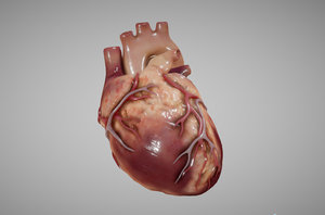 human heart 3D