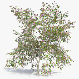 realistic tree 3D model