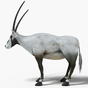 arabian oryx arab 3D model