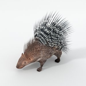 3D porcupine