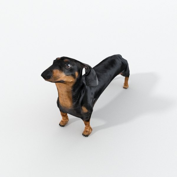sausage dog