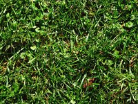 texture of plants