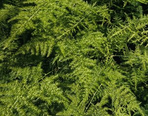 texture of plants