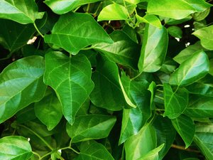 texture of plants
