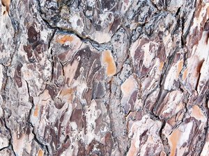 wood texture