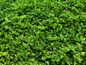 texture of plants