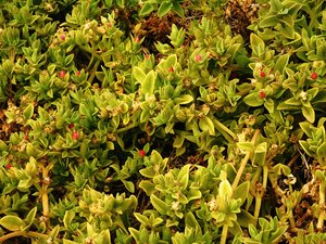 texture of plants