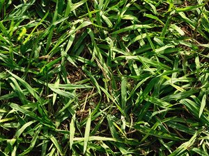 texture of plants