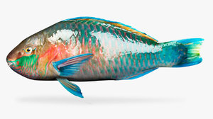 parrot fish 3D model