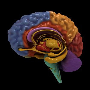 3D colorful separated brain nerves model